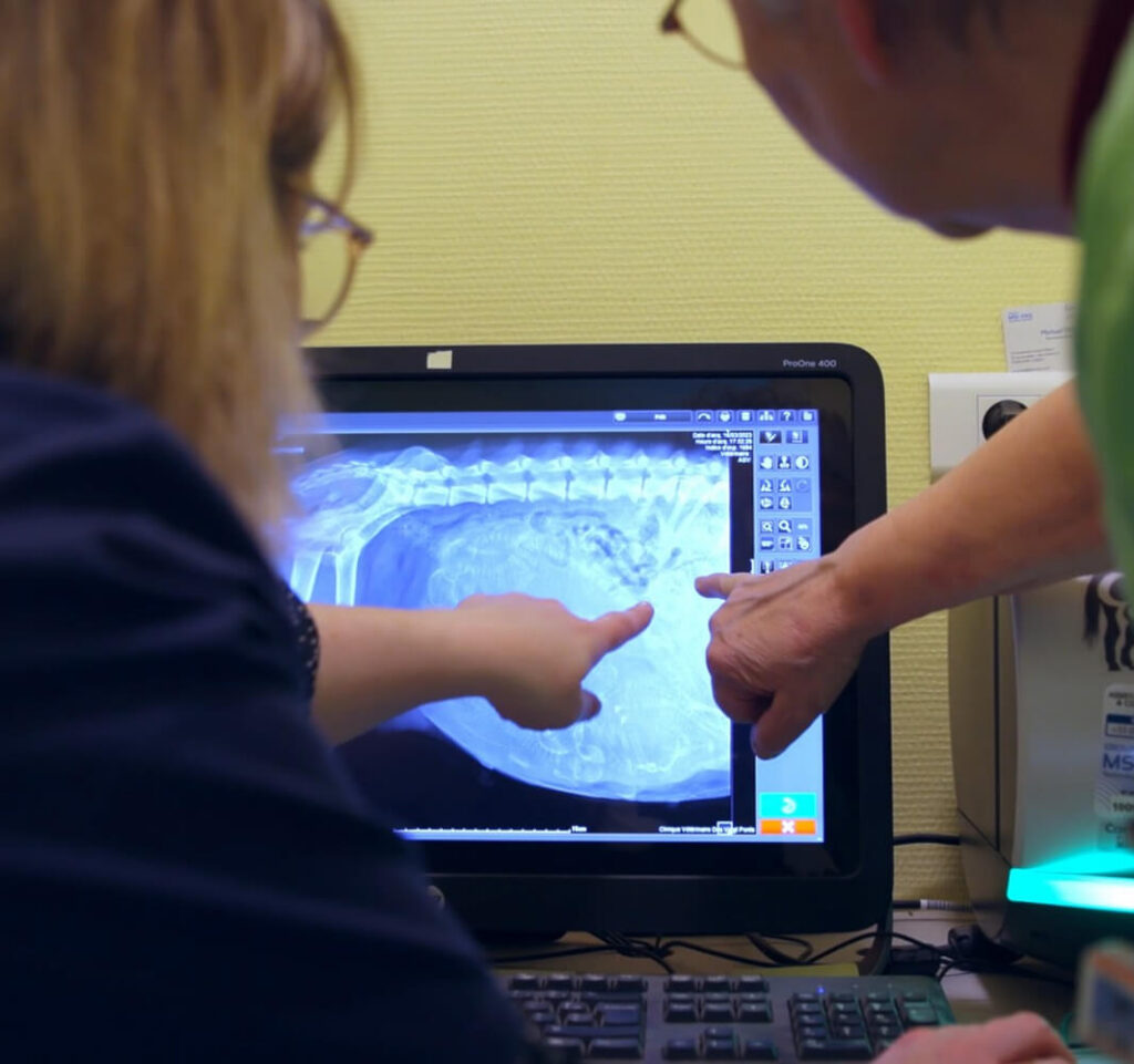 Analyse d'une imagerie vétérinaire