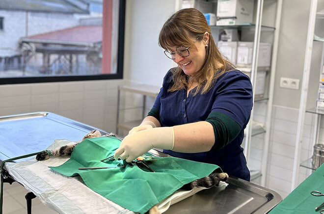 Chirurgie, hospitalisation, services vétérinaires