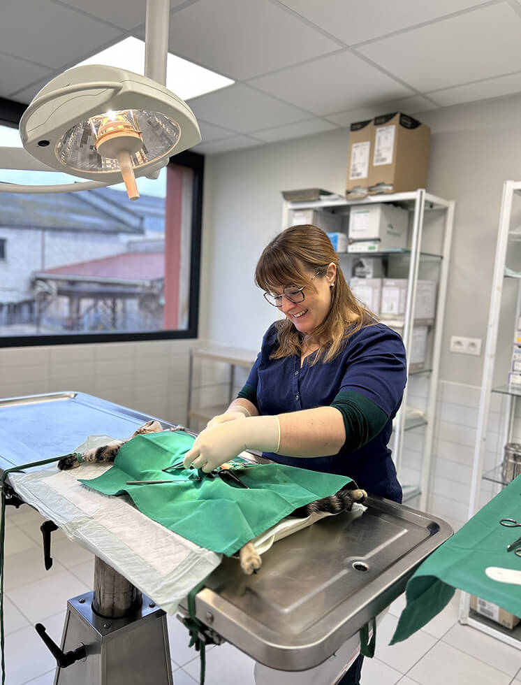 Vétérinaire en consultation