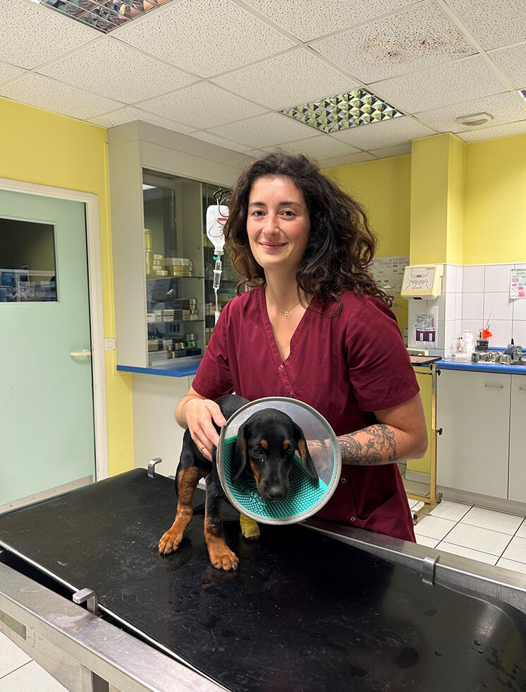 Vétérinaire qui consulte un chien