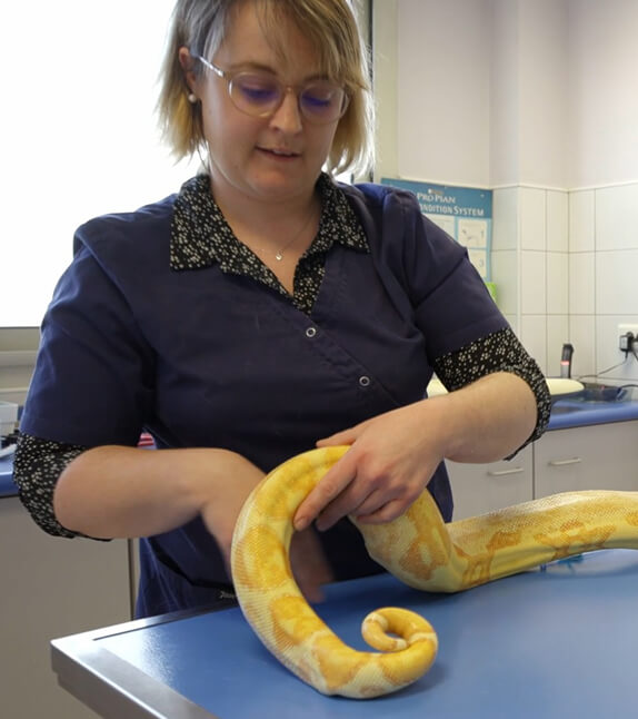 Vétérinaire qui consulte un serpent