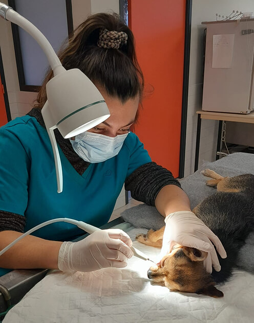 Soins dentaires v&eacute;t&eacute;rinaires sur un chien