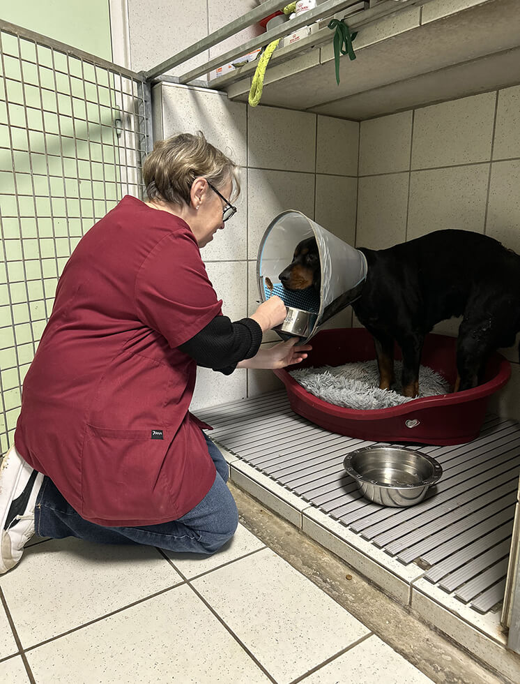 Chien en hospitalisation vétérinaire